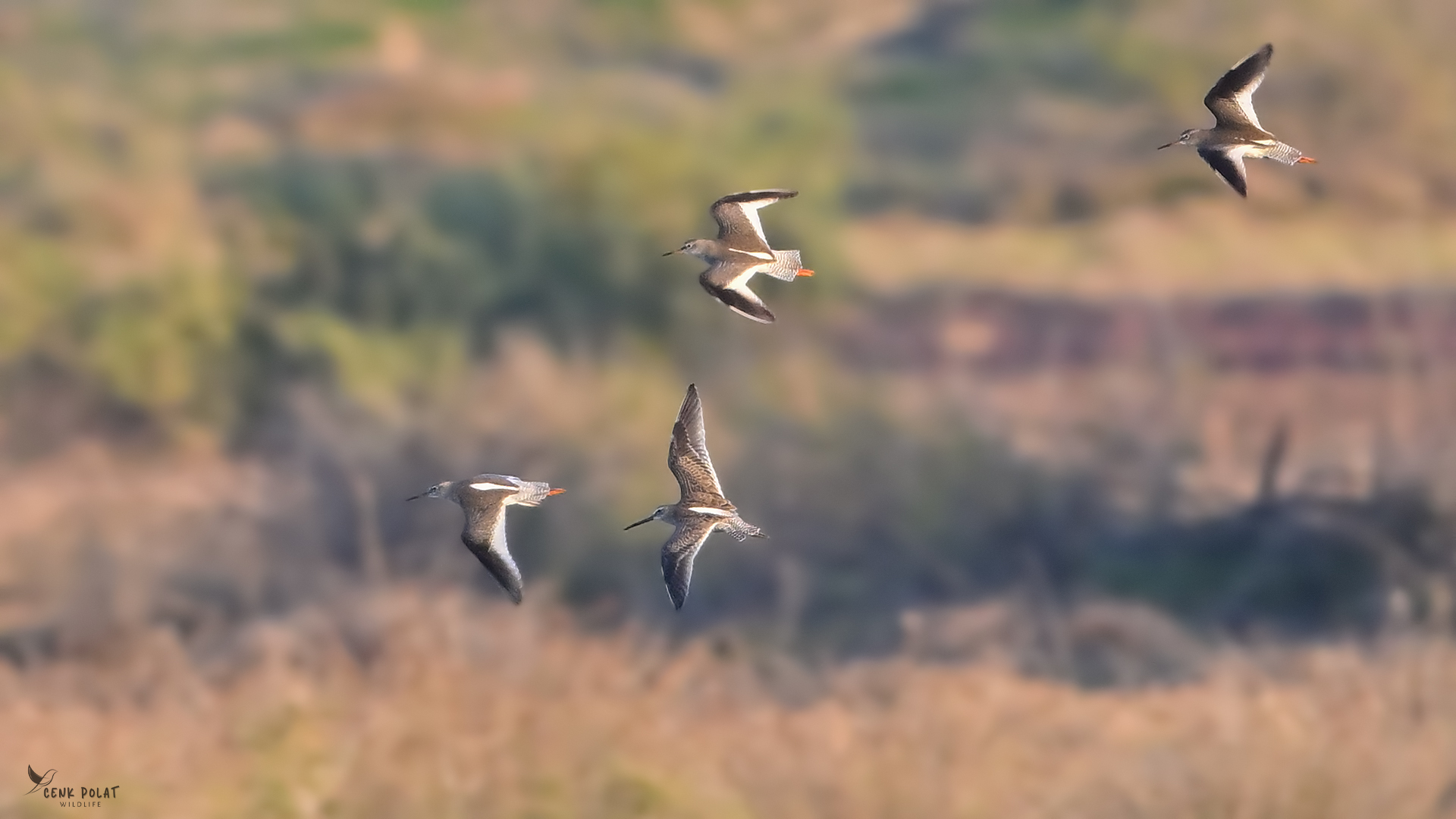 Long-billed Dowitcher